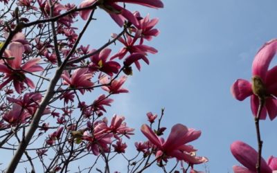 ALLERGIEN IM AYURVEDA: TEIL 1