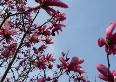 ALLERGIEN IM AYURVEDA: TEIL 1