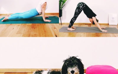 Yogahund am Welthundetag