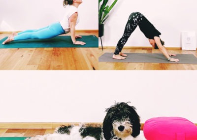 Yogahund am Welthundetag