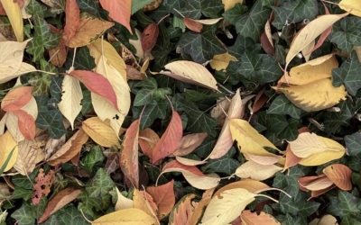 Herbstmeditation
