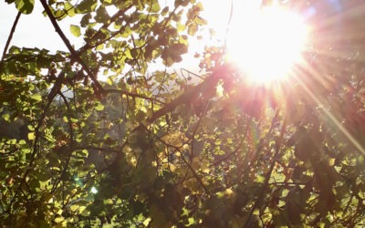 Ayurveda Tipps: Richtig Essen im Herbst